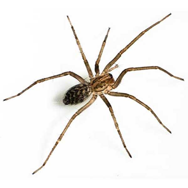 Giant House Spider identification in Anaheim CA |  Econex Pest Management