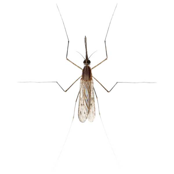 Gnat identification in Anaheim CA |  Econex Pest Management