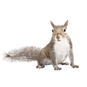 Gray Squirrel identification in Anaheim CA |  Econex Pest Management