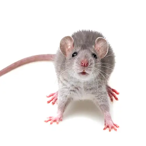 A rat on a white background - keep rats away from your home with Econex Pest Management in Anaheim CA