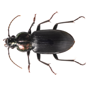 Ground Beetle identification in Anaheim CA |  Econex Pest Management