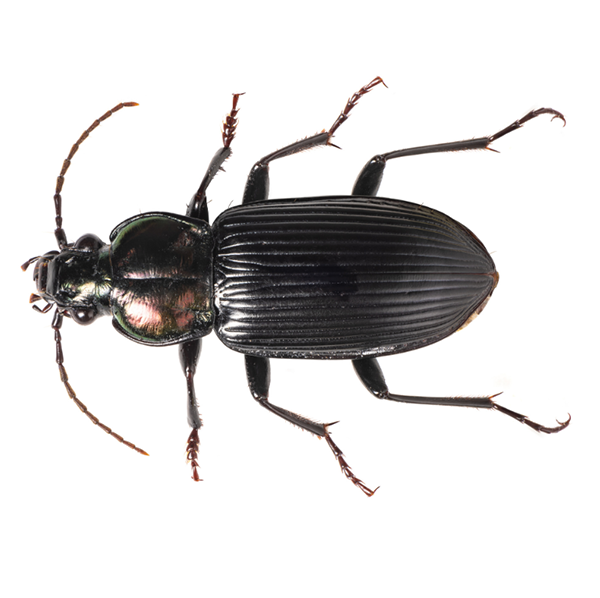 Ground Beetle identification in Anaheim CA |  Econex Pest Management