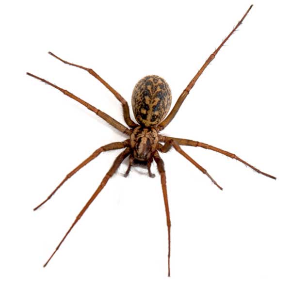 Hobo Spider identification in Anaheim CA |  Econex Pest Management