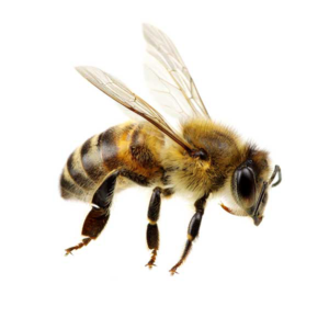 Honey Bee identification in Anaheim CA |  Econex Pest Management