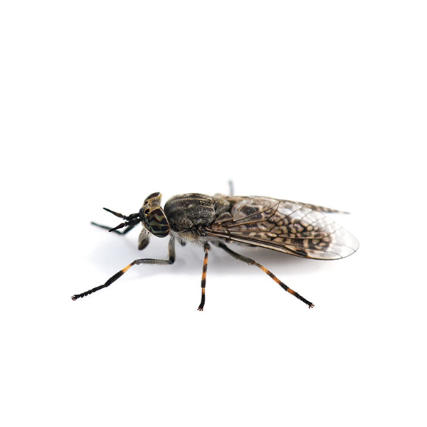 Horse Fly identification in Anaheim CA |  Econex Pest Management