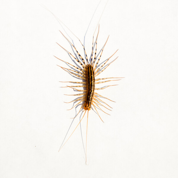 House Centipede identification in Anaheim CA |  Econex Pest Management