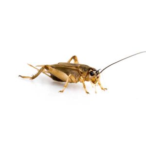 House Cricket identification in Anaheim CA |  Econex Pest Management