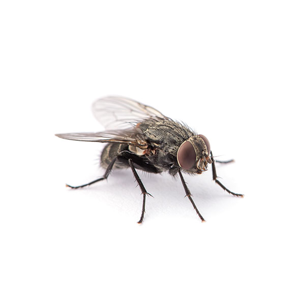 House Fly identification in Anaheim CA |  Econex Pest Management