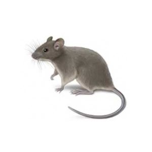 House Mouse identification in Anaheim CA |  Econex Pest Management