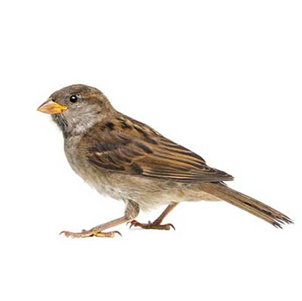 House Sparrow identification in Anaheim CA |  Econex Pest Management