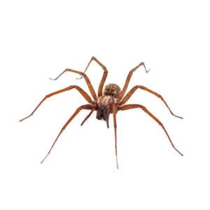 House Spider identification in Anaheim CA |  Econex Pest Management