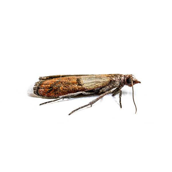Indian Meal Moth identification in Anaheim CA |  Econex Pest Management
