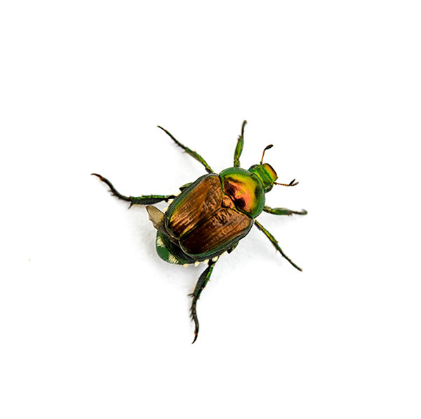 Japanese Beetle identification in Anaheim CA |  Econex Pest Management