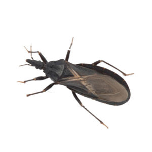 Kissing Bug identification in Anaheim CA |  Econex Pest Management