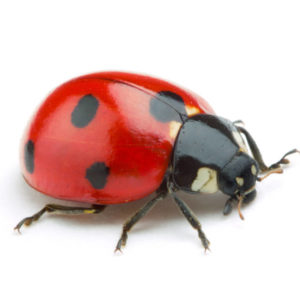 Ladybug identification in Anaheim CA |  Econex Pest Management
