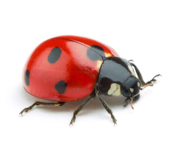 Ladybug identification in Anaheim CA |  Econex Pest Management