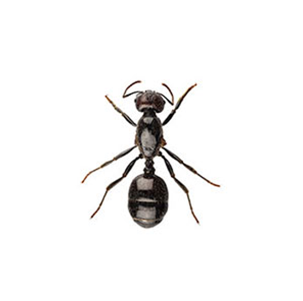 Little Black Ant identification in Anaheim CA |  Econex Pest Management