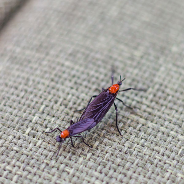 Lovebugs identification in Anaheim CA |  Econex Pest Management