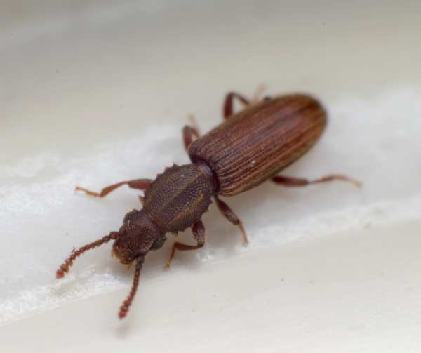 Merchant Grain Beetle identification in Anaheim CA |  Econex Pest Management
