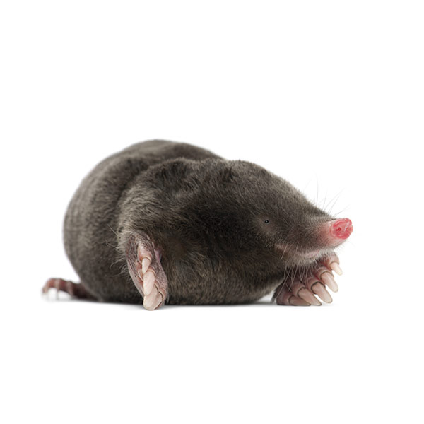 Mole identification in Anaheim CA |  Econex Pest Management