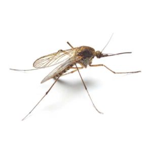 Mosquito identification in Anaheim CA |  Econex Pest Management