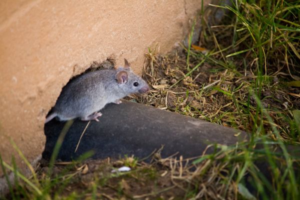 Rat on pipe outside home