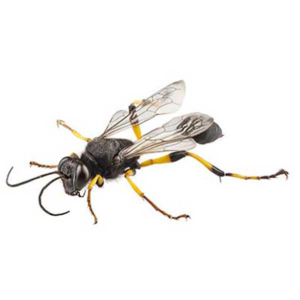 Mud Dauber identification in Anaheim CA |  Econex Pest Management