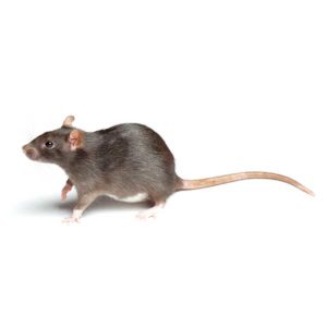 Norway Rat identification in Anaheim CA |  Econex Pest Management