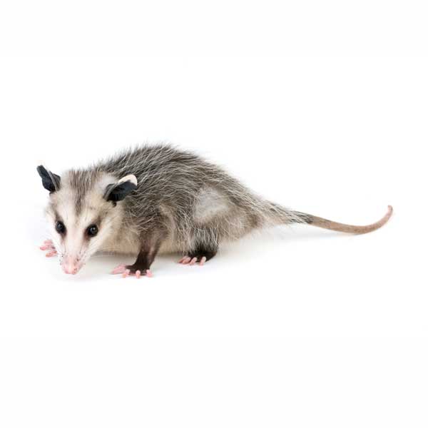 Opossum identification in Anaheim CA |  Econex Pest Management