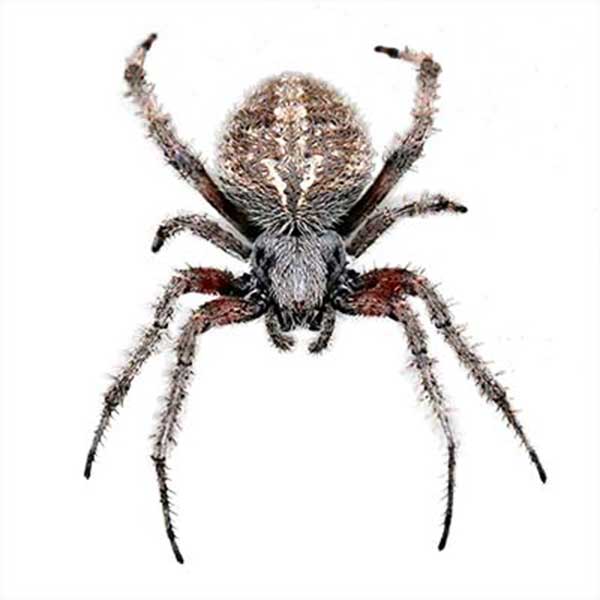 Orb-Weaver Spider identification in Anaheim CA |  Econex Pest Management