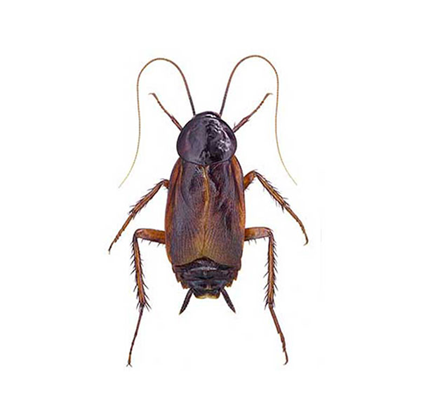 Oriental Cockroach identification in Anaheim CA |  Econex Pest Management