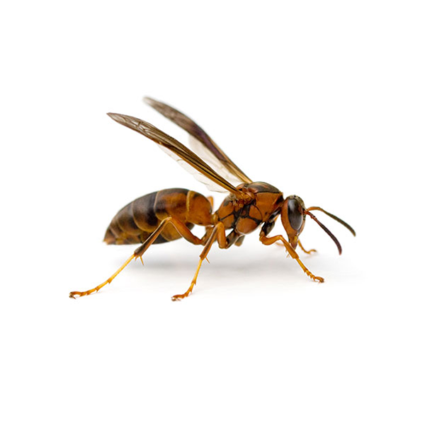 Paper Wasp identification in Anaheim CA |  Econex Pest Management