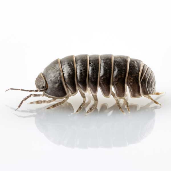 Pillbug identification in Anaheim CA |  Econex Pest Management