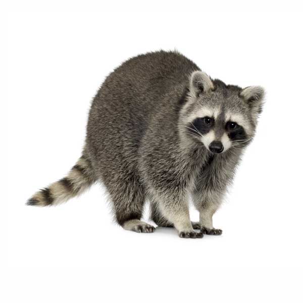 Raccoon identification in Anaheim CA |  Econex Pest Management