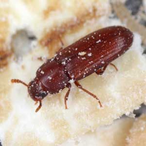 Red Flour Beetle identification in Anaheim CA |  Econex Pest Management