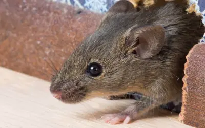 Rodent Learning Center in your area
