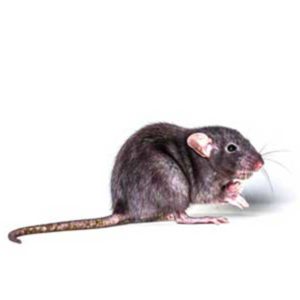 Roof Rat identification in Anaheim CA |  Econex Pest Management