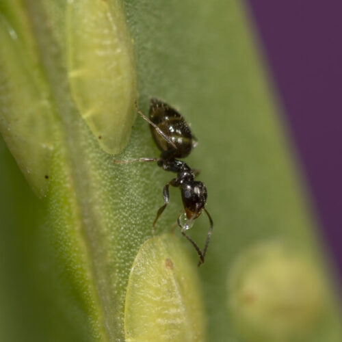Rover Ants in Anaheim | Identification & Prevention
