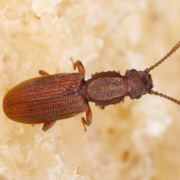 Sawtoothed Grain Beetle identification in Anaheim CA |  Econex Pest Management