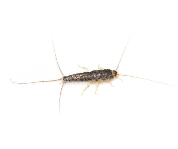 Silverfish identification in Anaheim CA |  Econex Pest Management