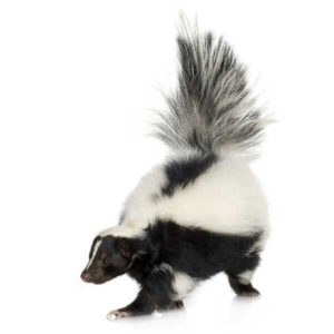 Skunk identification in Anaheim CA |  Econex Pest Management