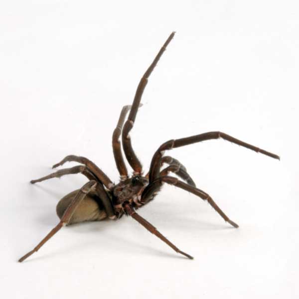 Southern House Spider identification in Anaheim CA |  Econex Pest Management