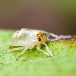 Spider Mite identification in Anaheim CA |  Econex Pest Management