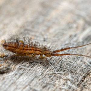 Springtail identification in Anaheim CA |  Econex Pest Management