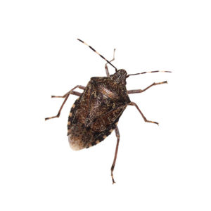 Stink Bug identification in Anaheim CA |  Econex Pest Management