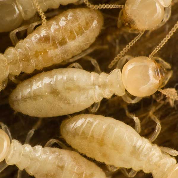 Subterranean Termites identification in Anaheim CA |  Econex Pest Management