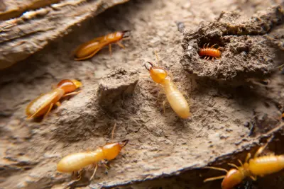 A group of termites on a piece of partially eaten wood. Early detection is key when it comes to keeping termite infestations at bay.