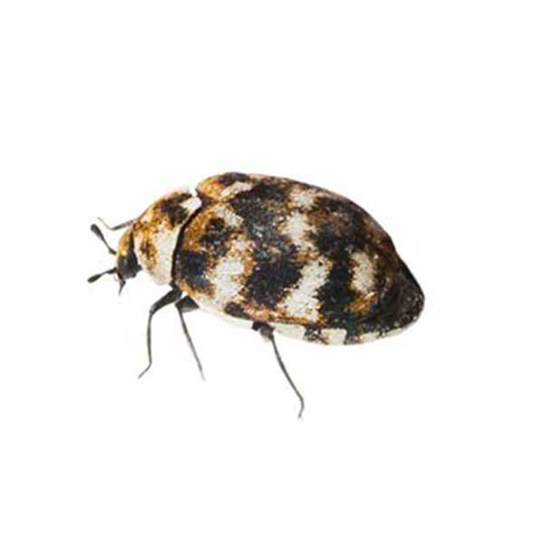 Varied Carpet Beetle identification in Anaheim CA |  Econex Pest Management