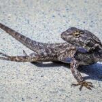 a western fence lizard - an example of an ant eating animal in anaheim california