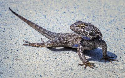 a western fence lizard - an example of an ant eating animal in anaheim california